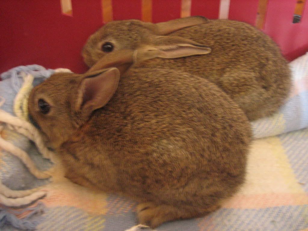 bunnies001.jpg