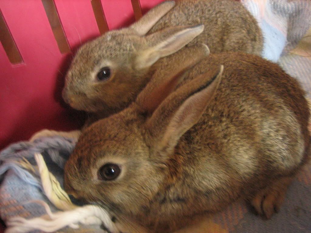 bunnies002.jpg