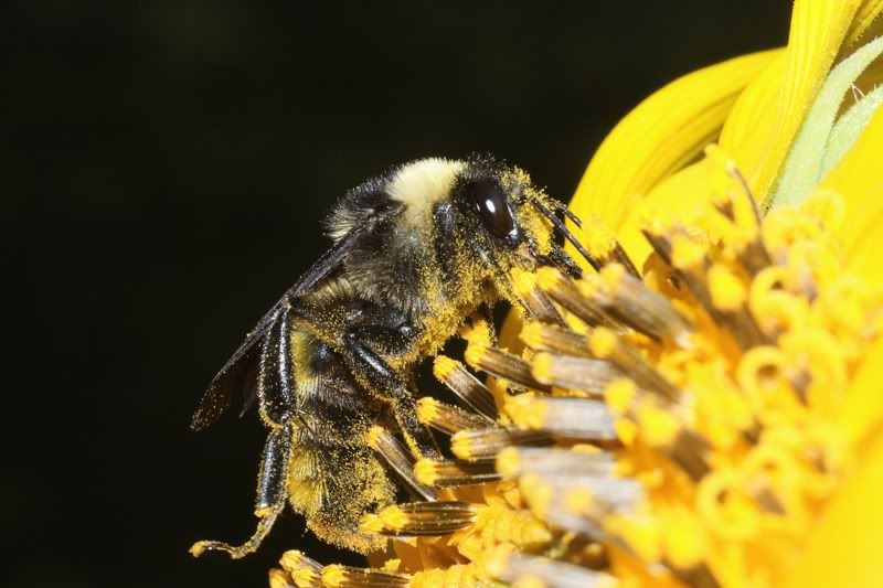 IMAGE: http://i667.photobucket.com/albums/vv32/REAU_CANONxsi/bumblebee.jpg