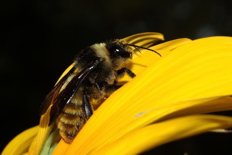 IMAGE: http://i667.photobucket.com/albums/vv32/REAU_CANONxsi/bumblebee1.jpg