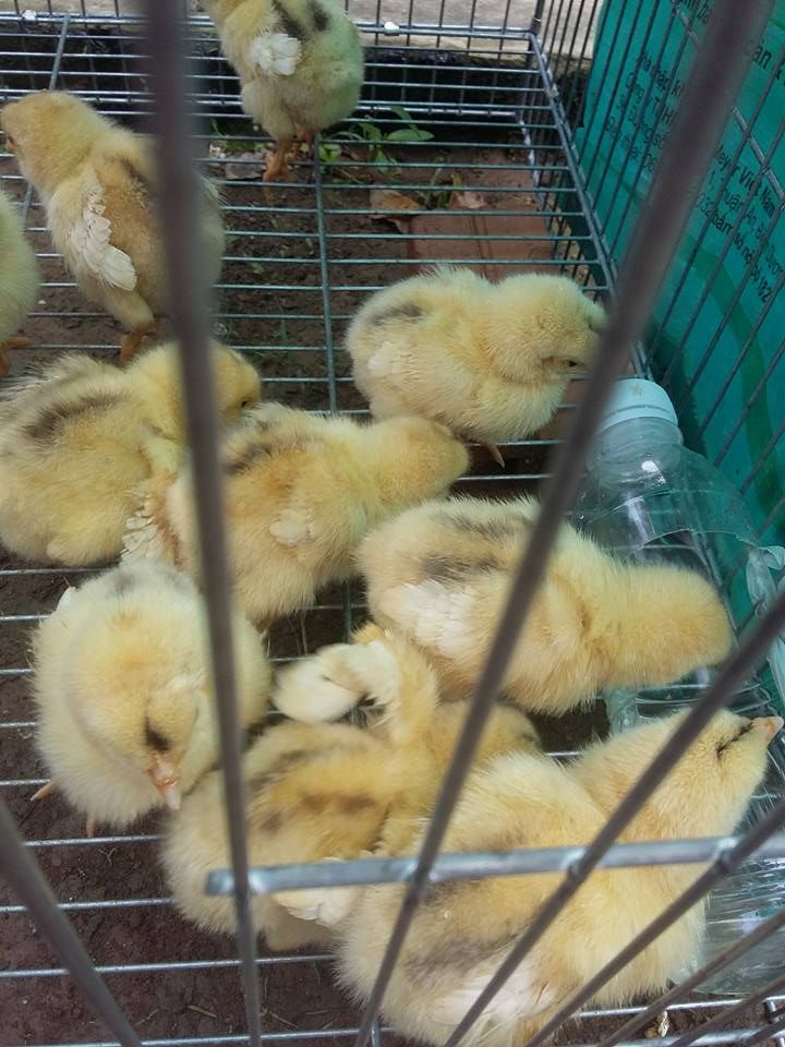 Nhờ xem giúp là giống là gì