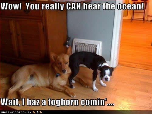 dogs photo: dogs funny-dog-pictures-foghorn-coming.jpg