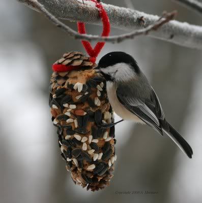 Homemade bird feeders