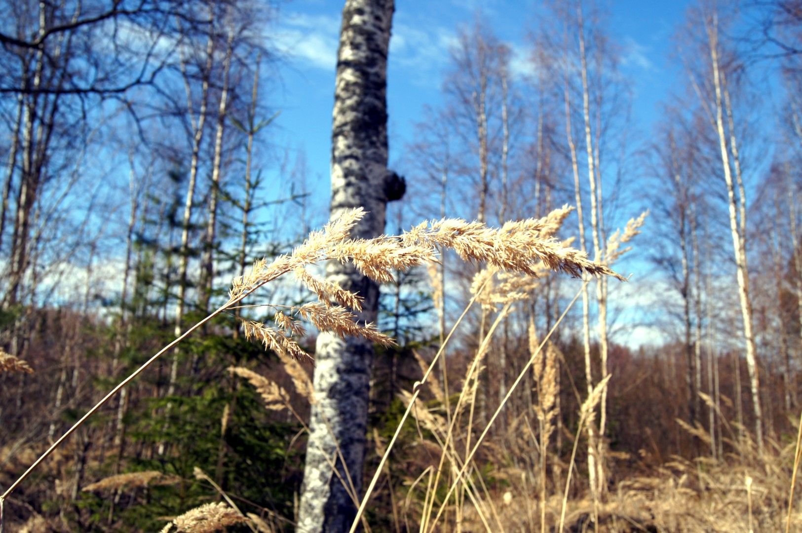 photo DSC08389Large.jpg