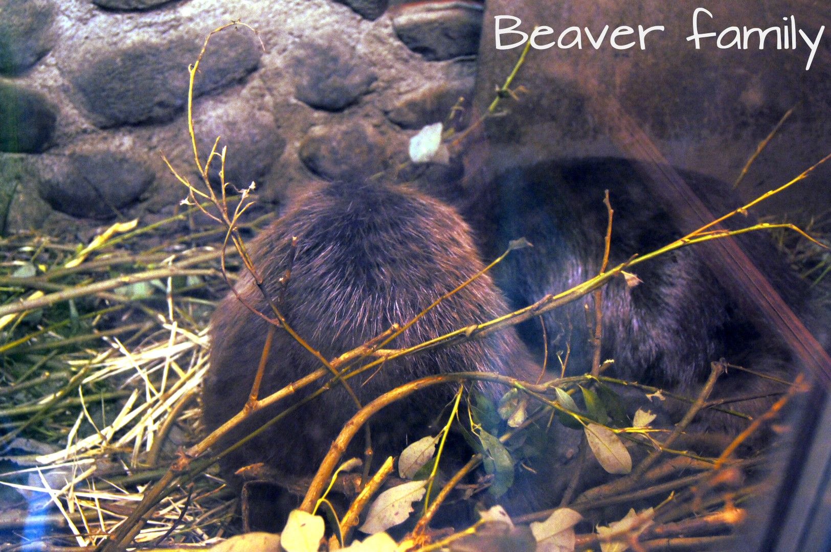 photo DSC03572Large.jpg