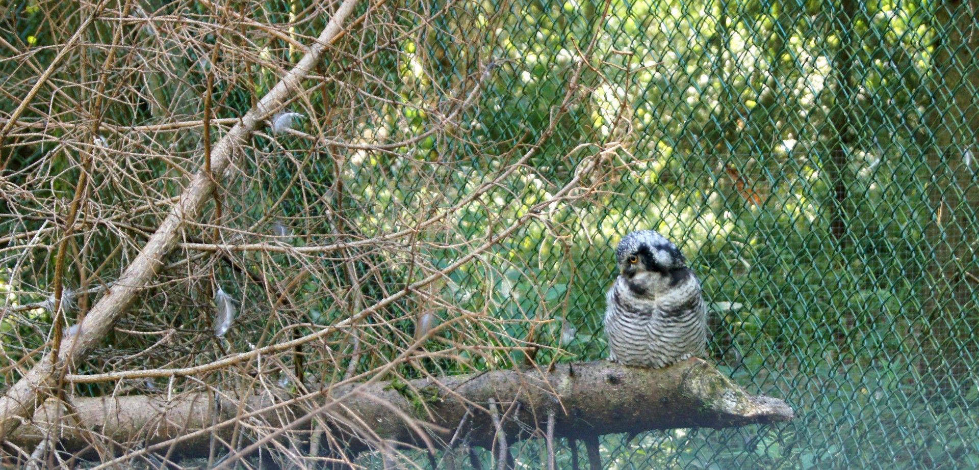 photo DSC03606Large.jpg