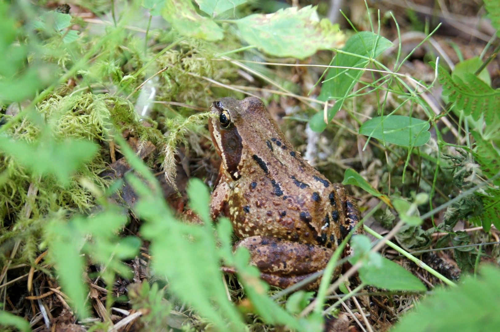 photo DSC03781Large.jpg