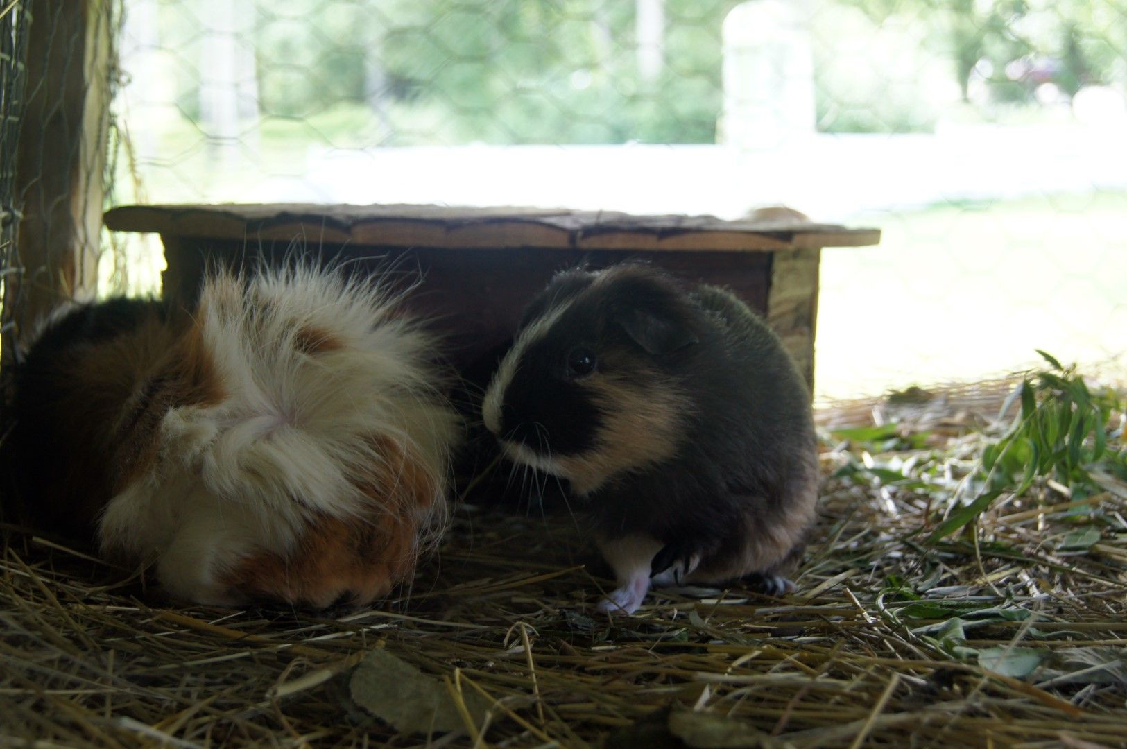 photo DSC09861Large.jpg