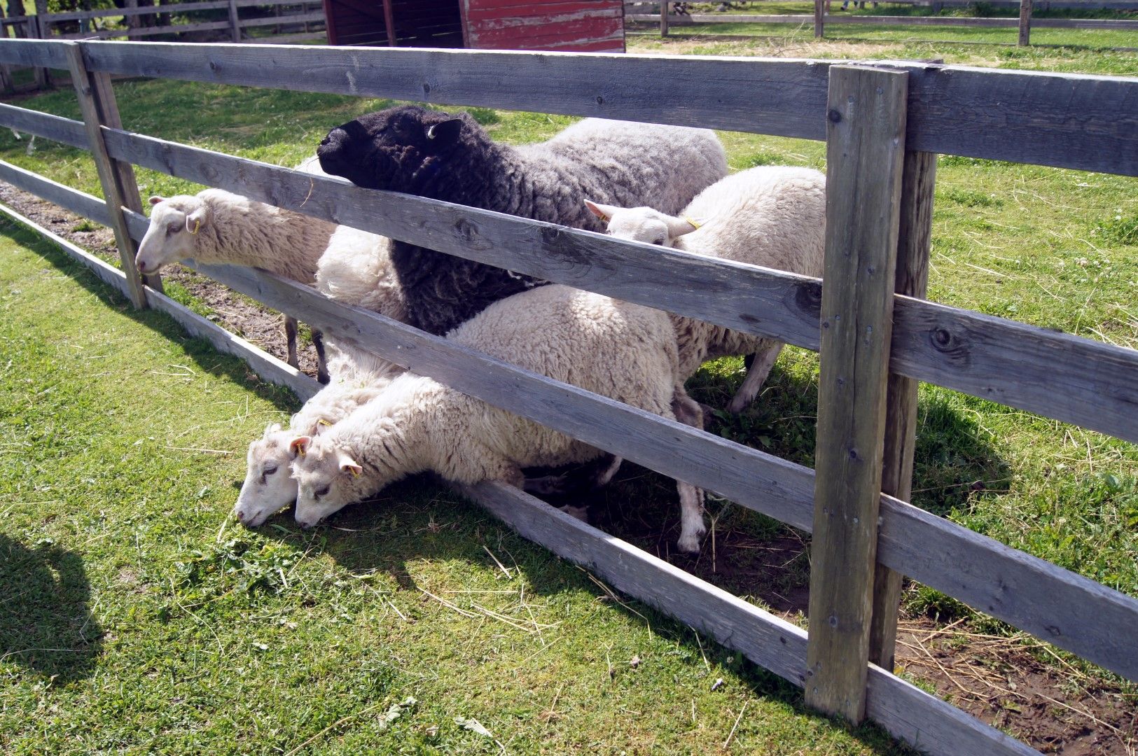 photo DSC09905Large.jpg