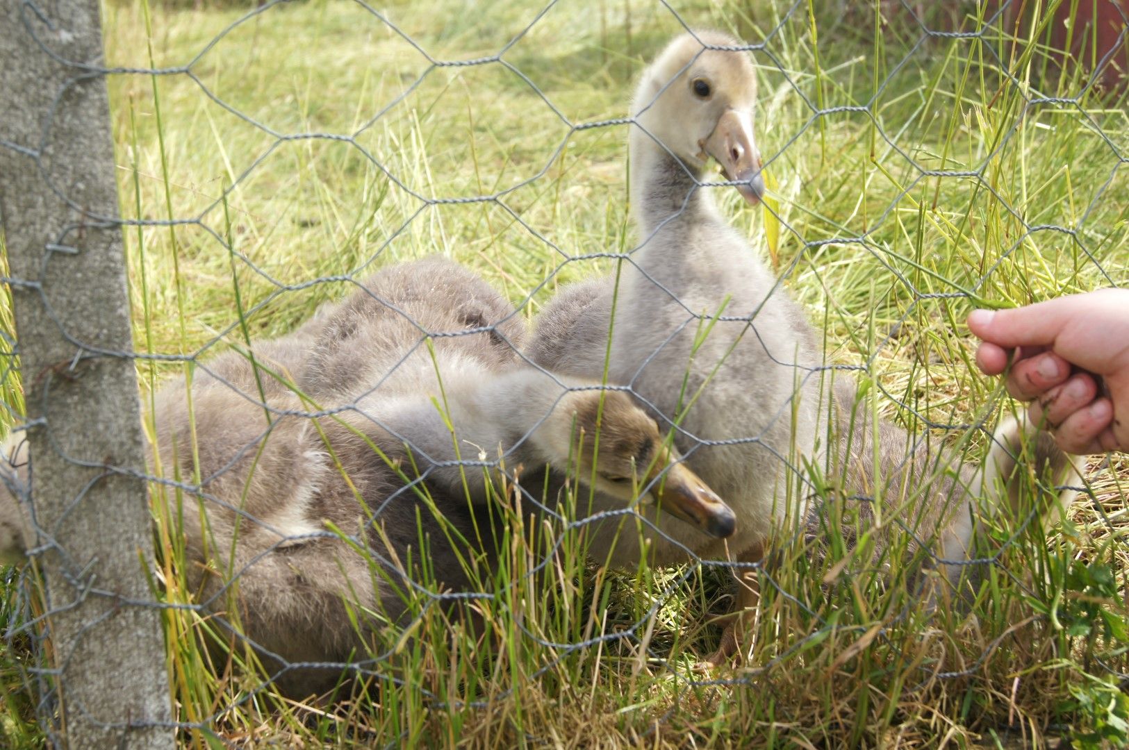 photo DSC09917Large.jpg