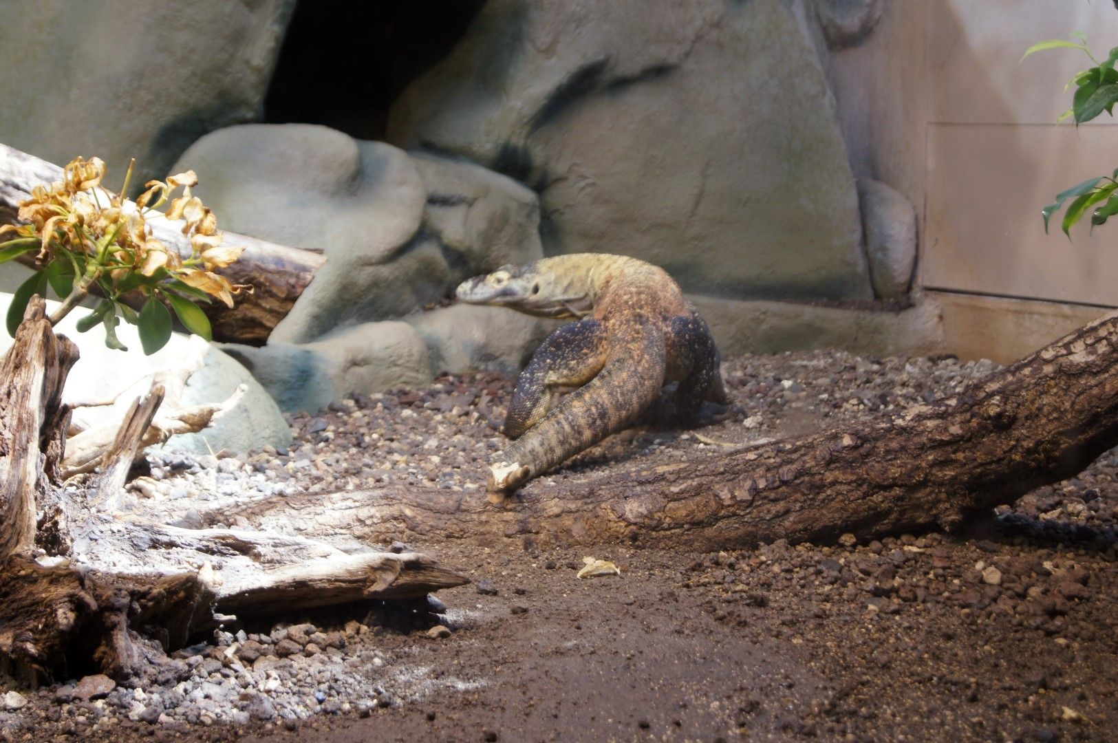 photo DSC00489Large.jpg