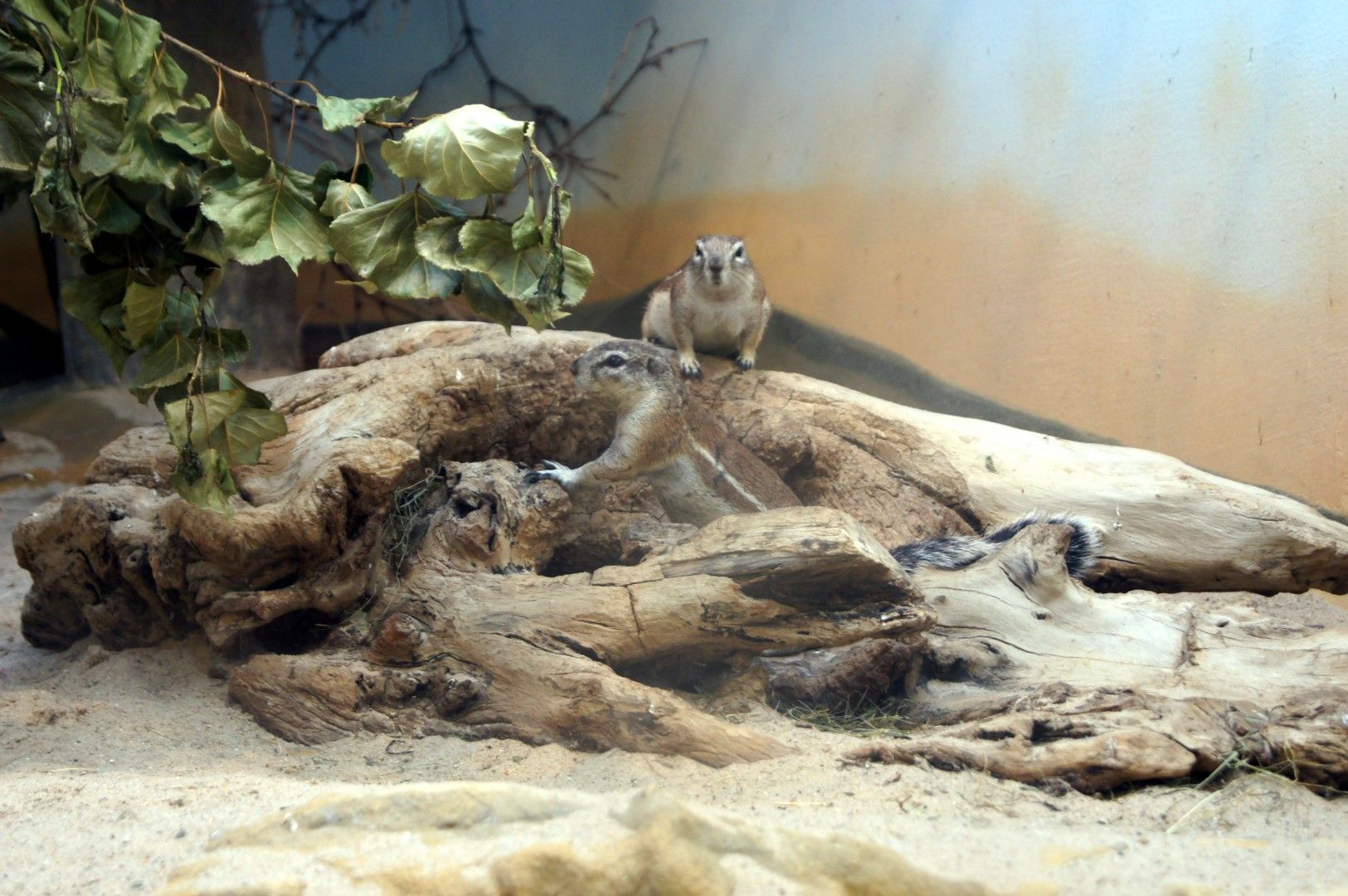 photo DSC00491Large.jpg