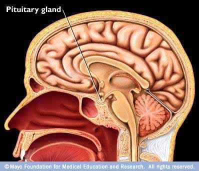 pituitary