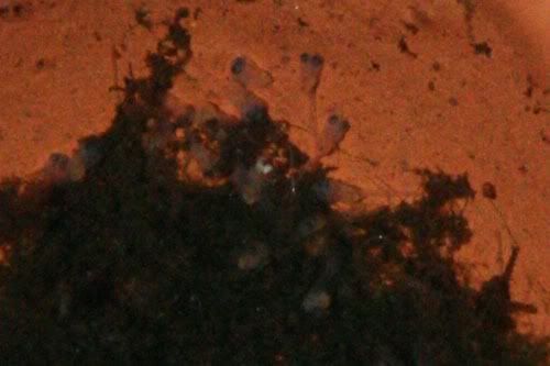 IMG_CC0604.jpg