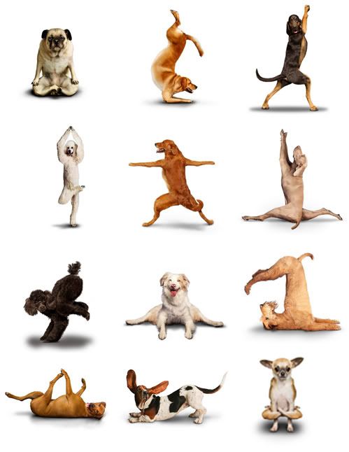 Yoga Dogs sharegraphic.com