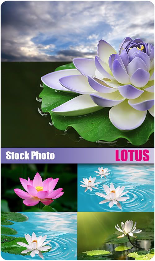 Stock Photo - Lotus graphic4all.com