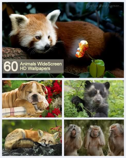 60 Animals WideScreen HD Wallpapers graphic4all.com