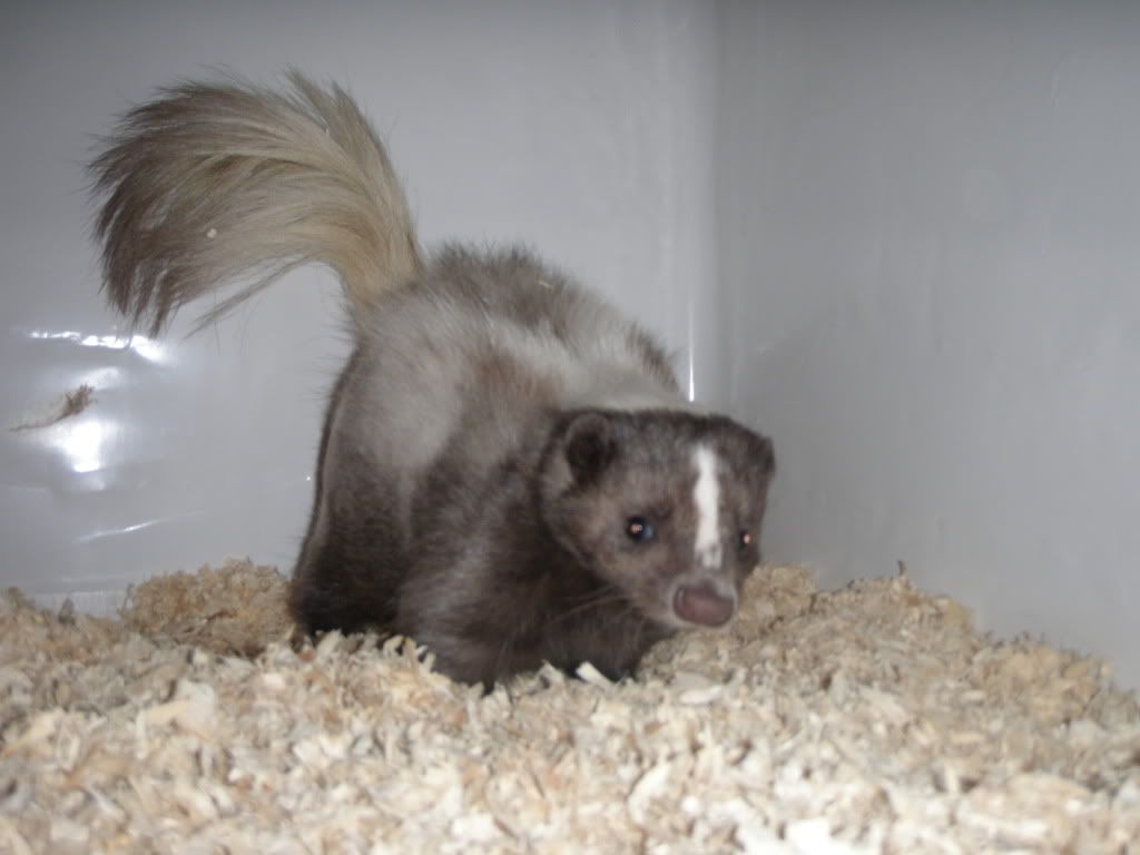 Just had my first litter of skunks Page 2 Reptile Forums