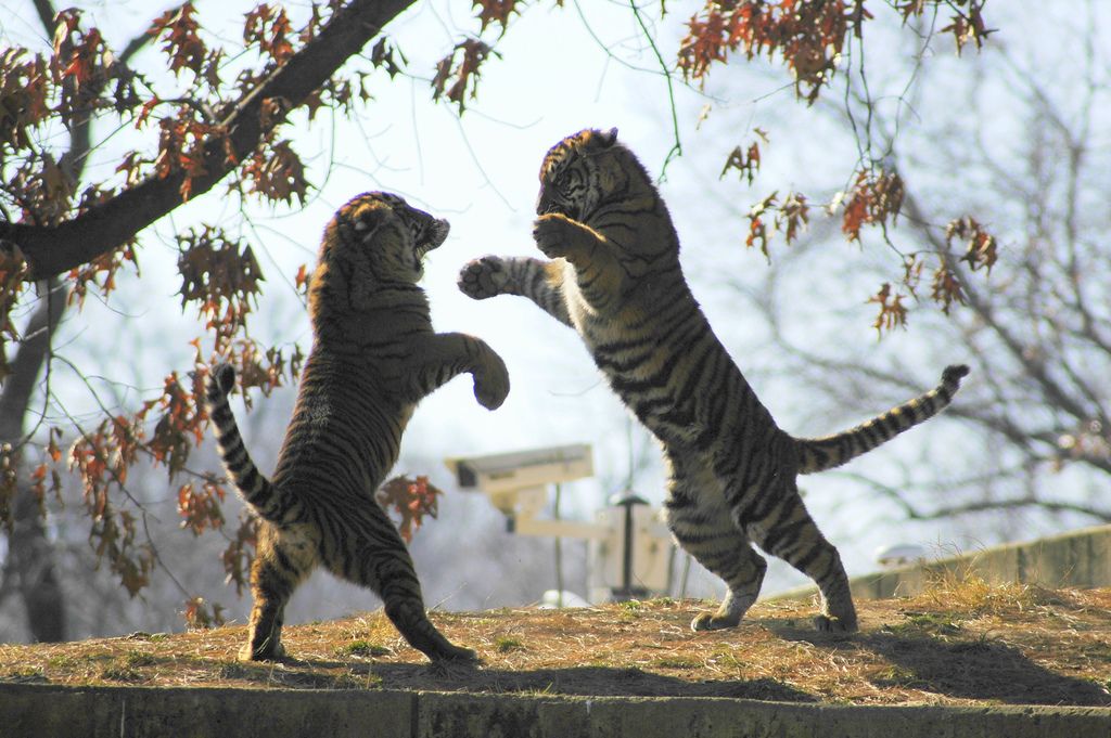 Images Of Tigers Fighting. We like to spar and joke