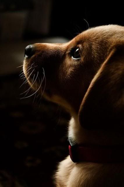 puppy photo:  tumblr_n12xfnYB511rgfa66o1_500.jpg