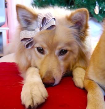 SHIBA INU ET CHIENS JAPONAIS | Un SHIBA INU et une SHIBA INU ET CHIENS JAPONAIS | Un SHIBA INU et une