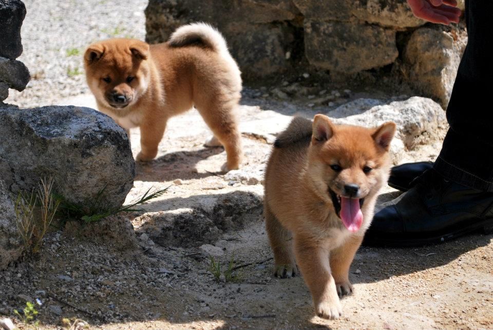 rencontre shiba