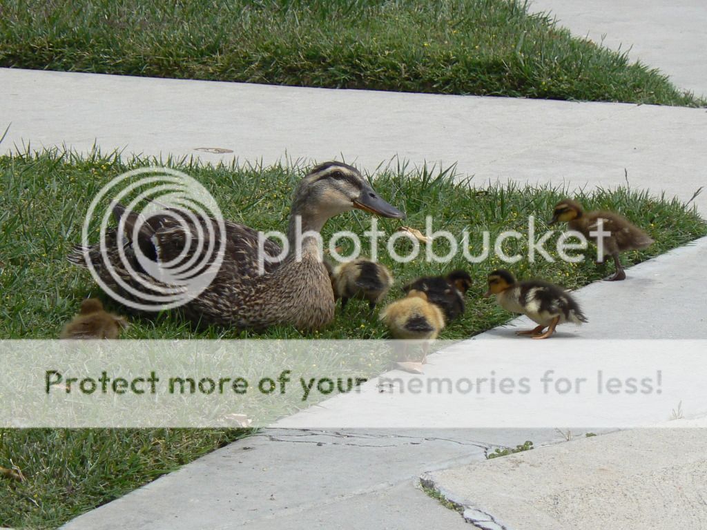 Loud Ducks Hanbury House