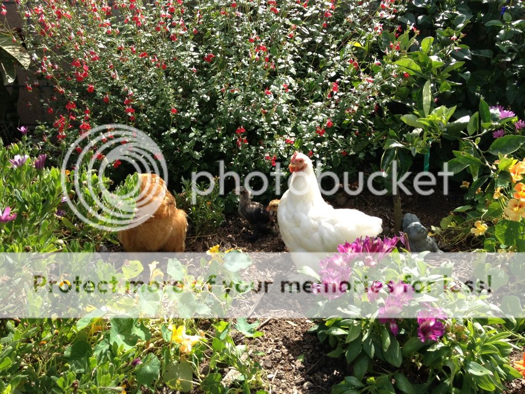 Tips for Gardening with Backyard Chickens Hanbury House