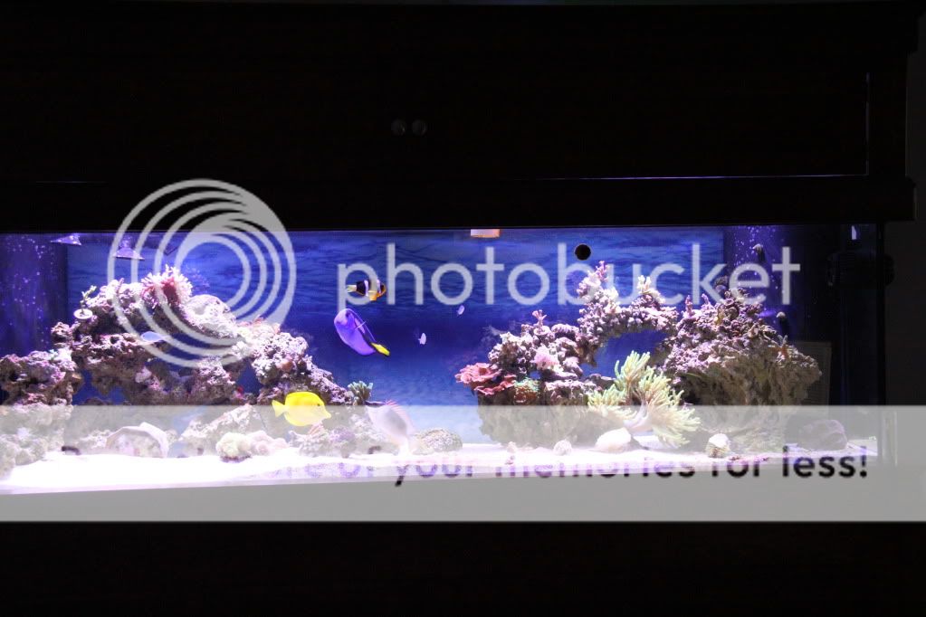 Blue or black background on tank. - Reef Central Online Community