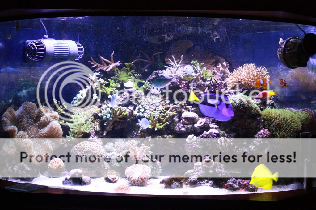 Maxspect LED owners!!! - Page 44 - Reef Central Online Community